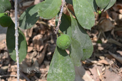 Ficus cyathistipula